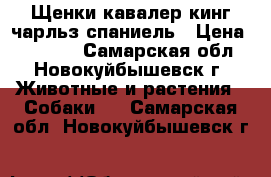 Щенки кавалер кинг чарльз спаниель › Цена ­ 35 000 - Самарская обл., Новокуйбышевск г. Животные и растения » Собаки   . Самарская обл.,Новокуйбышевск г.